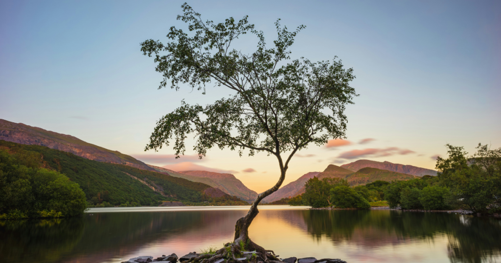 The Lonely Tree, Llyn Padarn